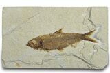 Detailed Fossil Fish (Knightia) - Wyoming #318499-1